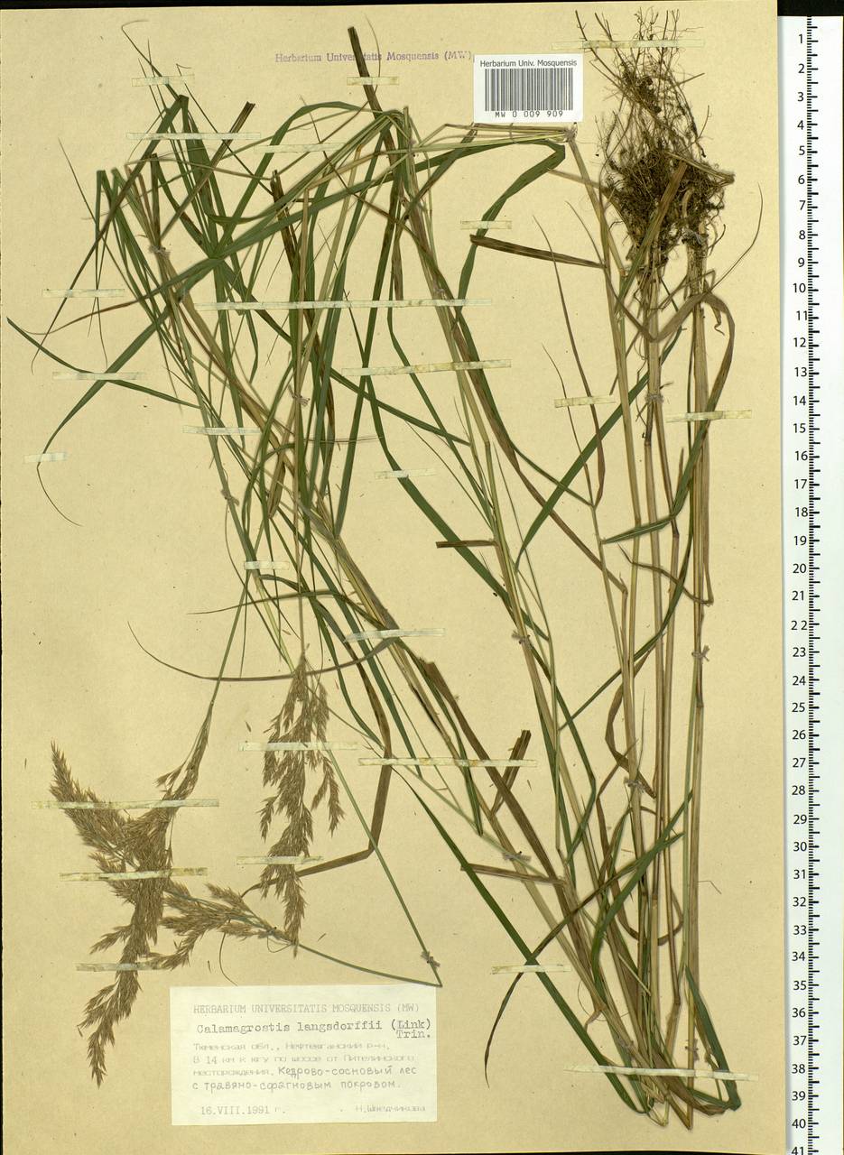 Calamagrostis purpurea (Trin.) Trin., Siberia, Western Siberia (S1) (Russia)