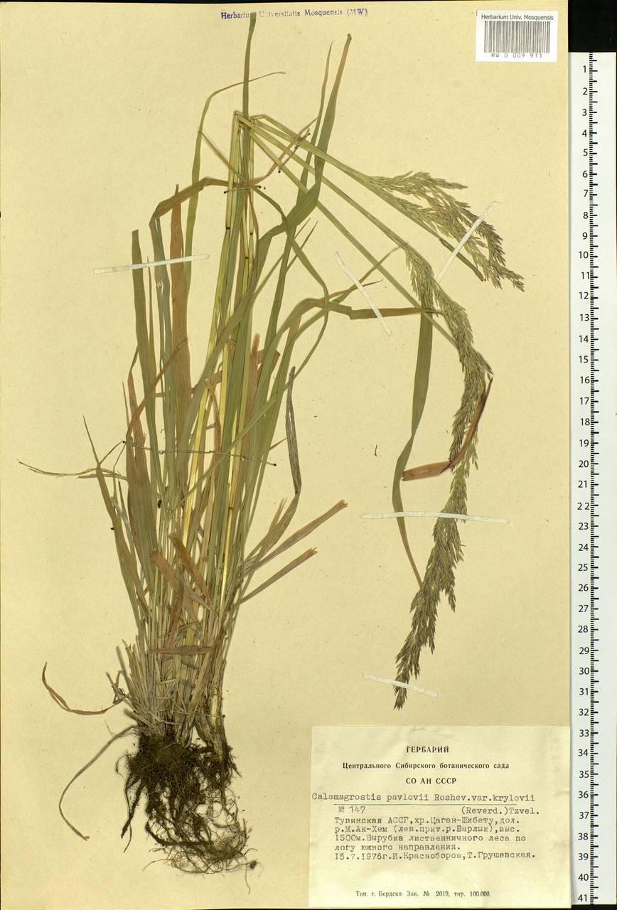 Calamagrostis pavlovii Roshev., Siberia, Altai & Sayany Mountains (S2) (Russia)