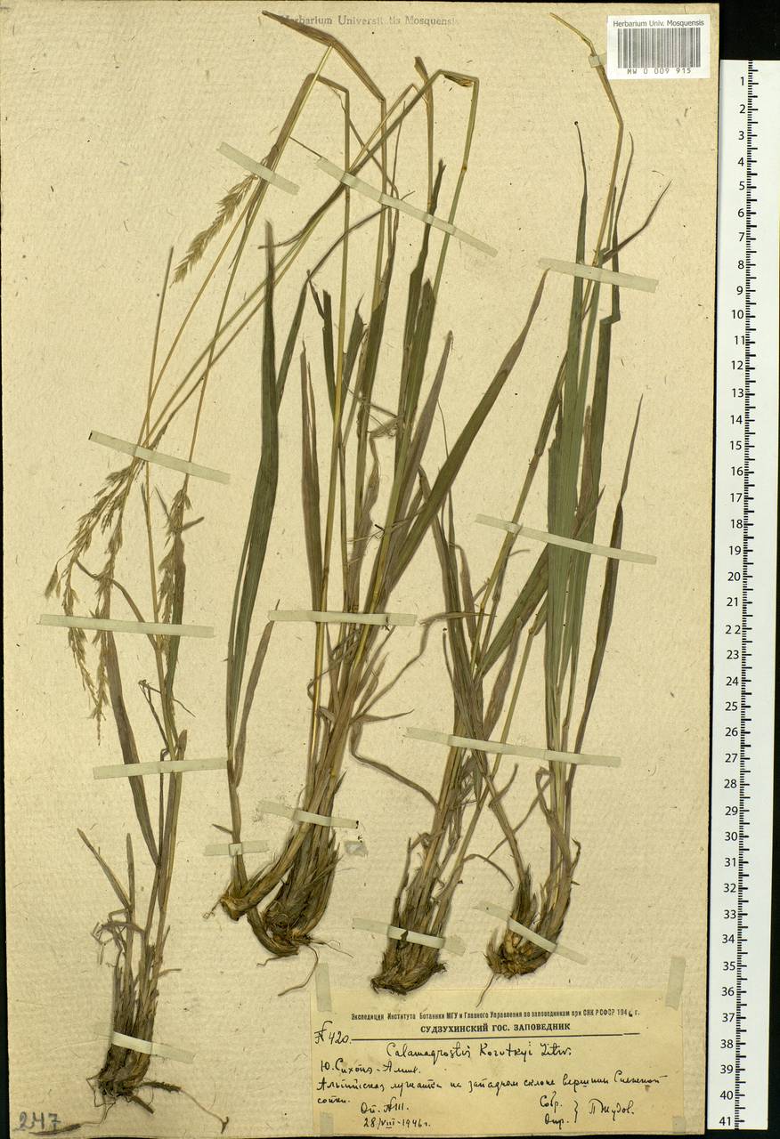 Calamagrostis korotkyi Litv., Siberia, Russian Far East (S6) (Russia)