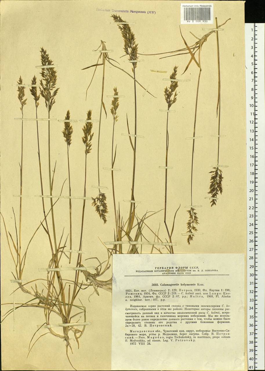 Calamagrostis kolymaensis Kom., Siberia, Chukotka & Kamchatka (S7) (Russia)