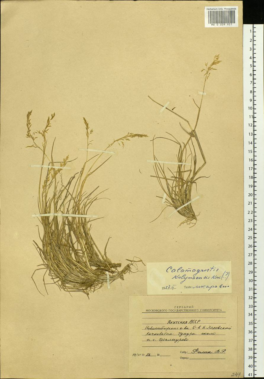 Calamagrostis kolymaensis Kom., Siberia, Yakutia (S5) (Russia)