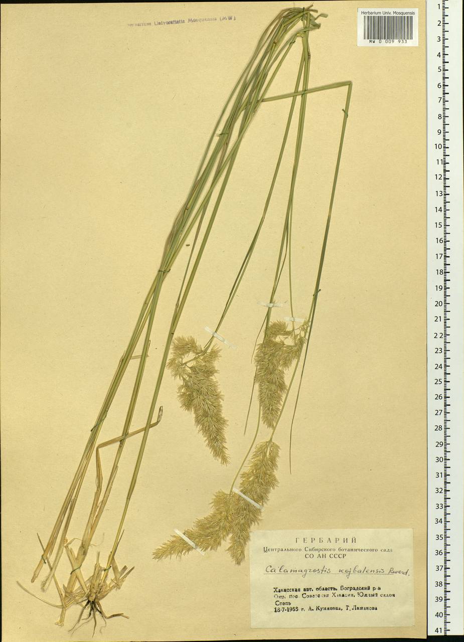 Calamagrostis epigejos (L.) Roth, Siberia, Altai & Sayany Mountains (S2) (Russia)