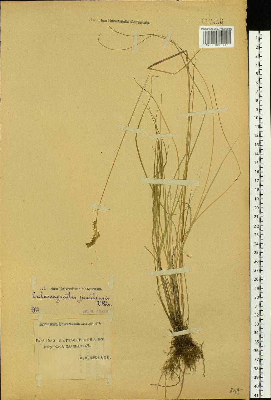 Calamagrostis stricta (Timm) Koeler, Siberia, Yakutia (S5) (Russia)