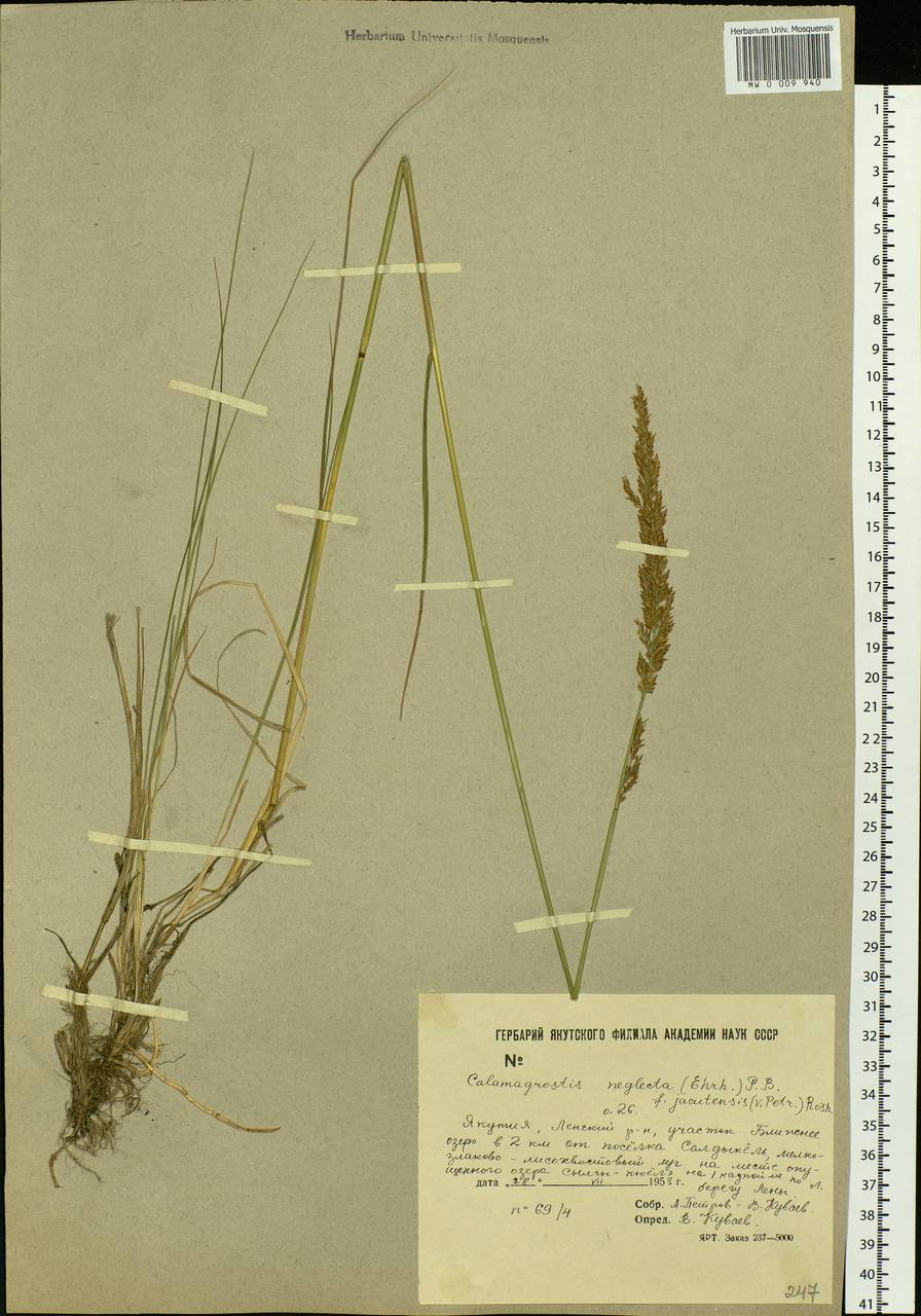 Calamagrostis stricta (Timm) Koeler, Siberia, Yakutia (S5) (Russia)