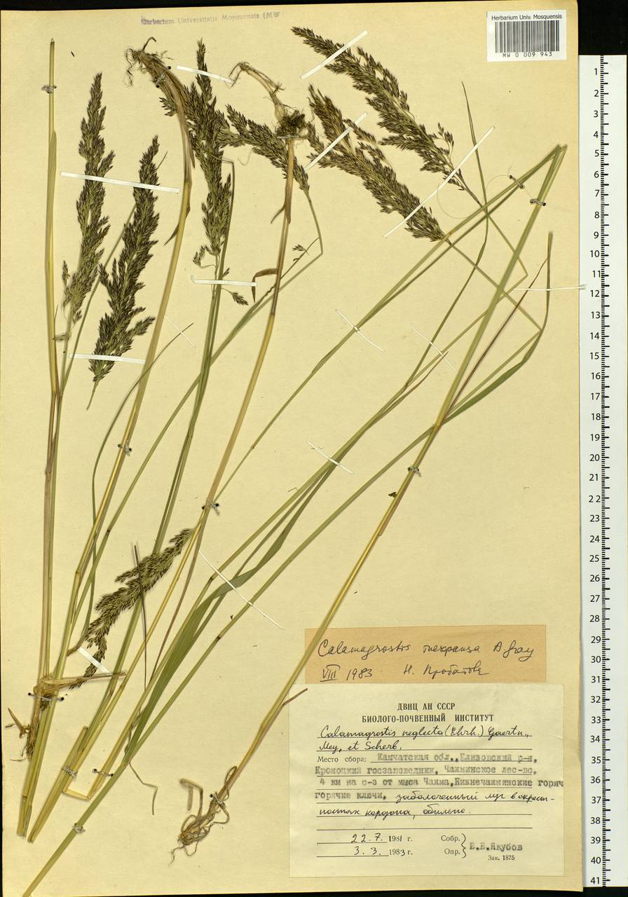 Calamagrostis inexpansa A.Gray, Siberia, Chukotka & Kamchatka (S7) (Russia)