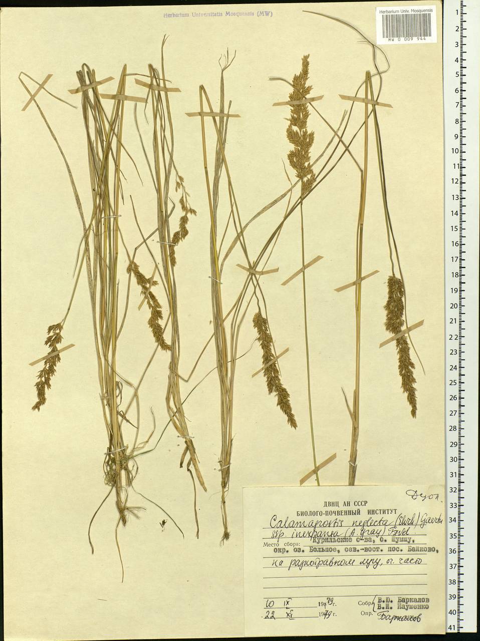 Calamagrostis inexpansa A.Gray, Siberia, Russian Far East (S6) (Russia)