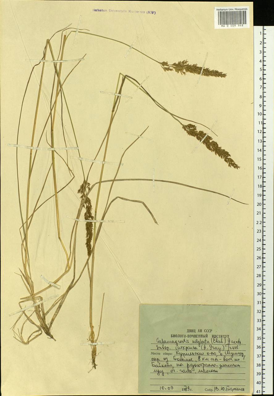 Calamagrostis inexpansa A.Gray, Siberia, Russian Far East (S6) (Russia)