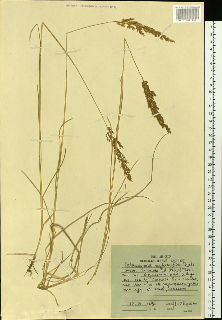 Calamagrostis inexpansa A.Gray, Siberia, Russian Far East (S6) (Russia)