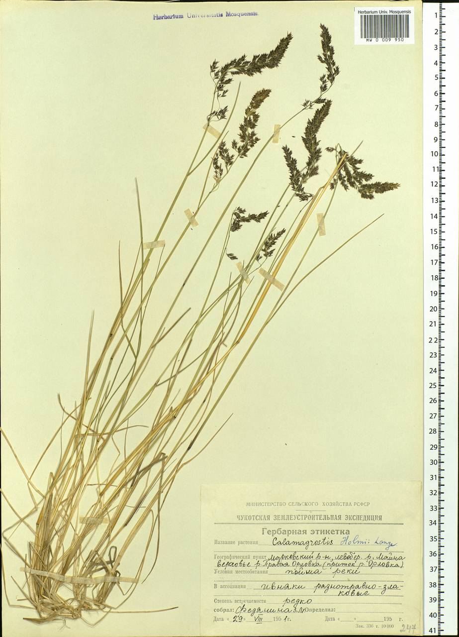 Calamagrostis holmii Lange, Siberia, Chukotka & Kamchatka (S7) (Russia)