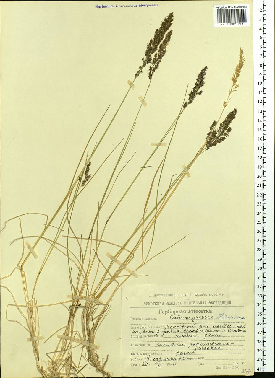 Calamagrostis holmii Lange, Siberia, Chukotka & Kamchatka (S7) (Russia)