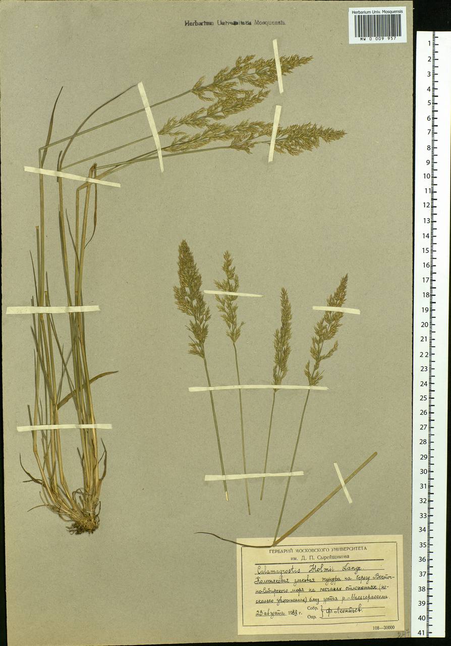 Calamagrostis holmii Lange, Siberia, Chukotka & Kamchatka (S7) (Russia)