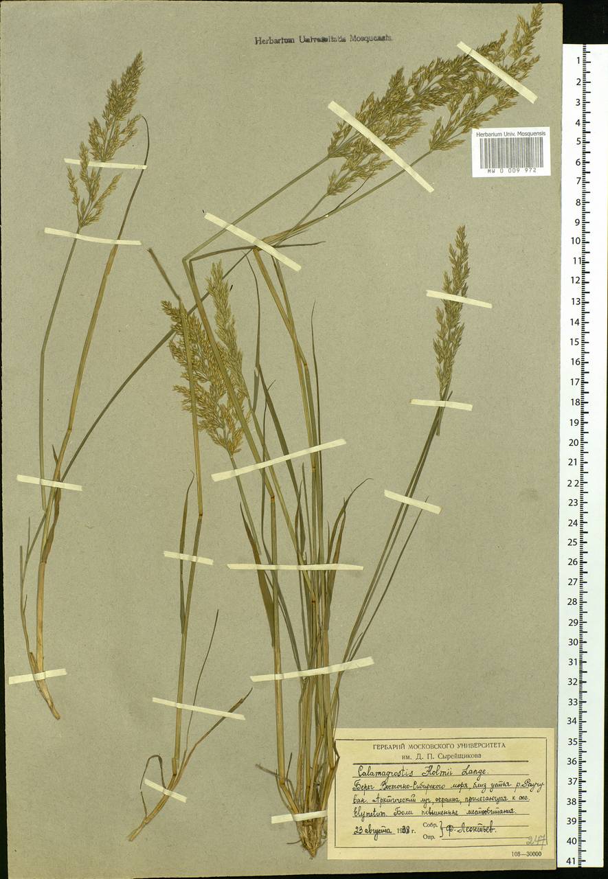 Calamagrostis holmii Lange, Siberia, Chukotka & Kamchatka (S7) (Russia)