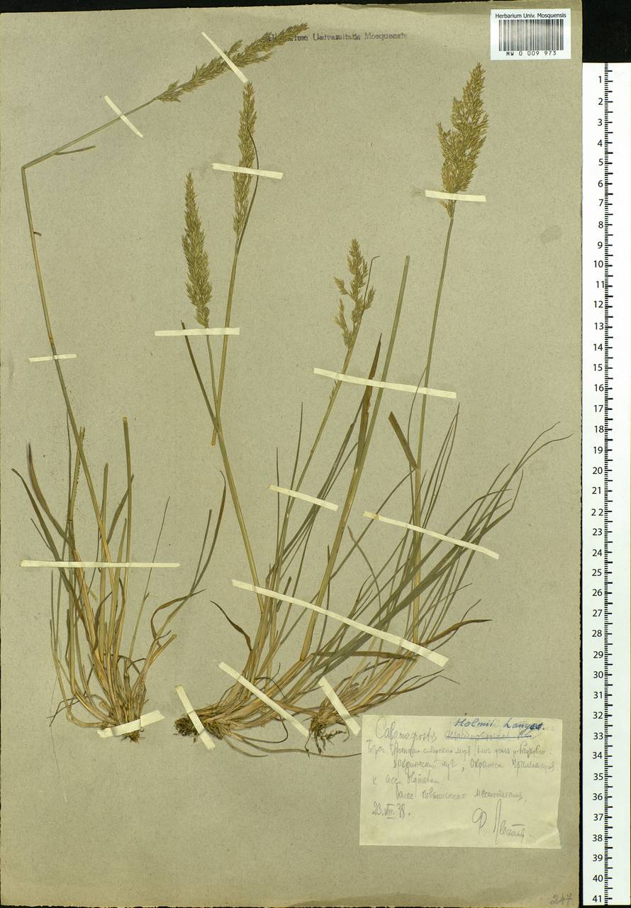 Calamagrostis holmii Lange, Siberia, Chukotka & Kamchatka (S7) (Russia)