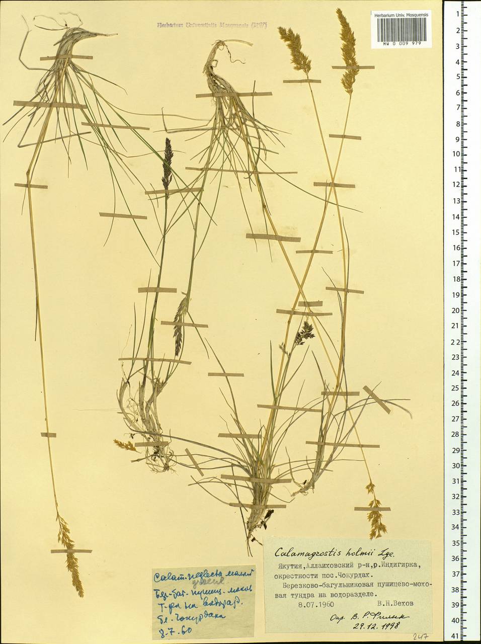 Calamagrostis holmii Lange, Siberia, Yakutia (S5) (Russia)