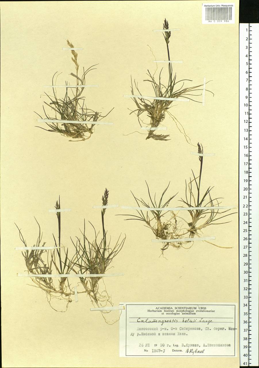 Calamagrostis holmii Lange, Siberia, Central Siberia (S3) (Russia)