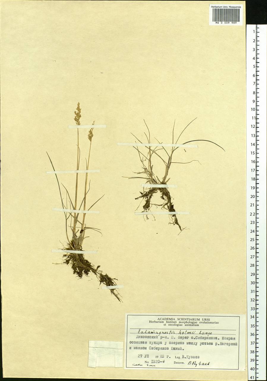 Calamagrostis holmii Lange, Siberia, Central Siberia (S3) (Russia)