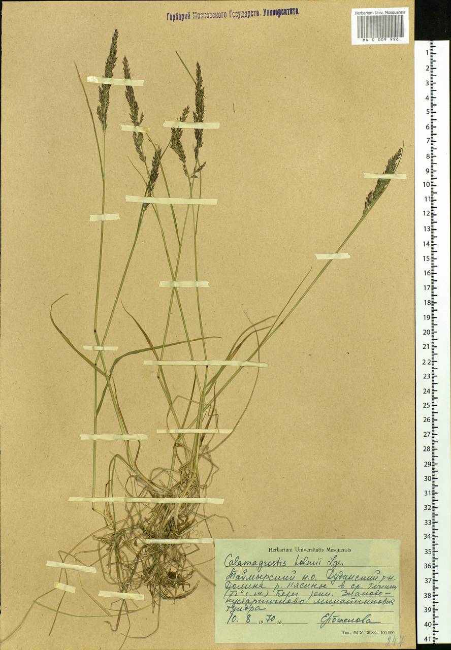 Calamagrostis holmii Lange, Siberia, Central Siberia (S3) (Russia)