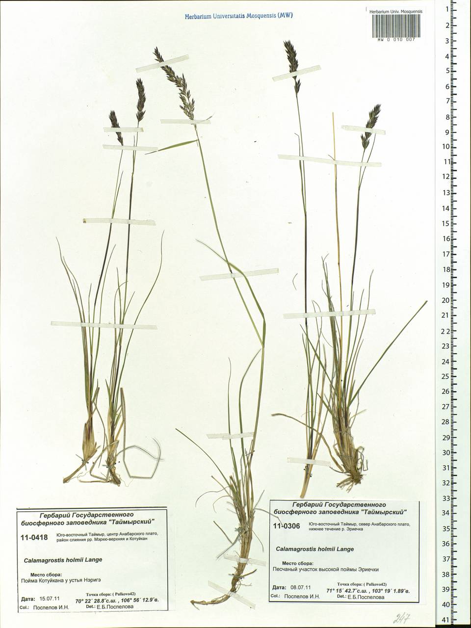 Calamagrostis holmii Lange, Siberia, Central Siberia (S3) (Russia)