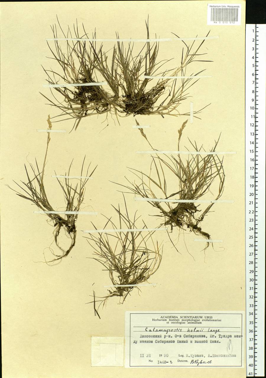 Calamagrostis holmii Lange, Siberia, Central Siberia (S3) (Russia)