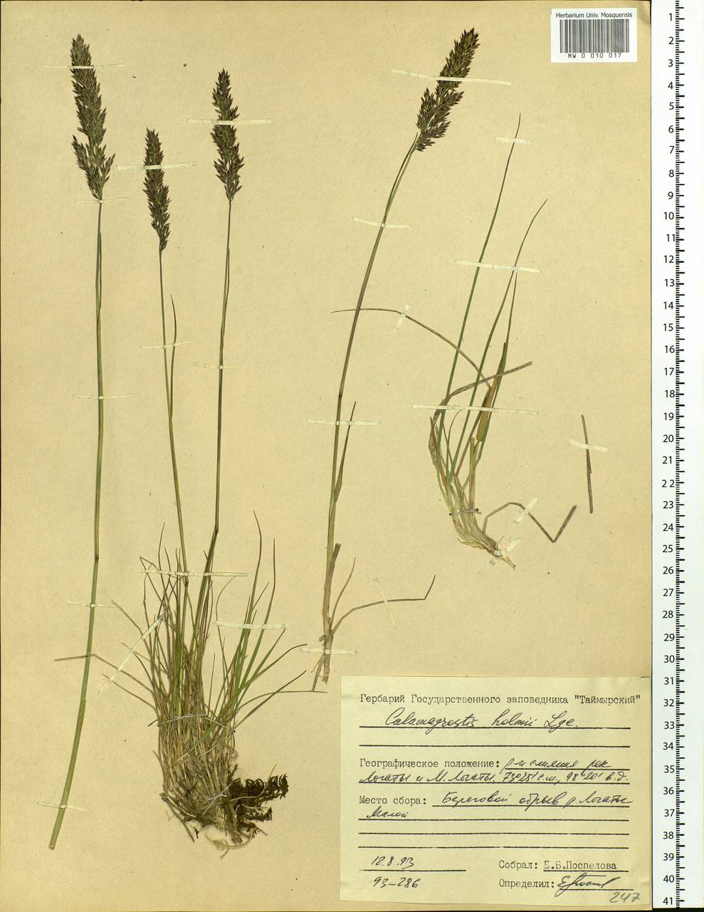 Calamagrostis holmii Lange, Siberia, Central Siberia (S3) (Russia)