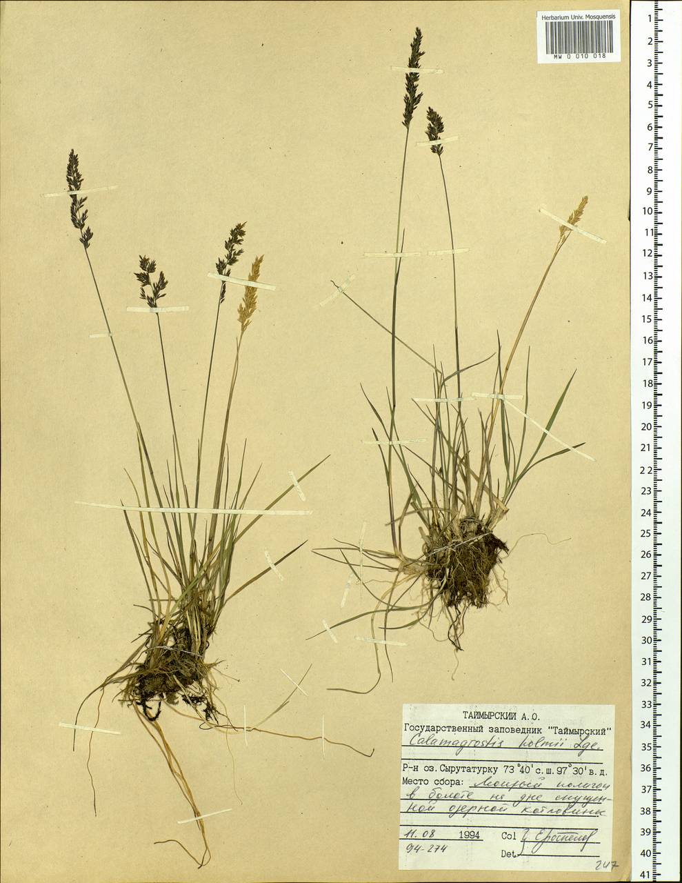 Calamagrostis holmii Lange, Siberia, Central Siberia (S3) (Russia)