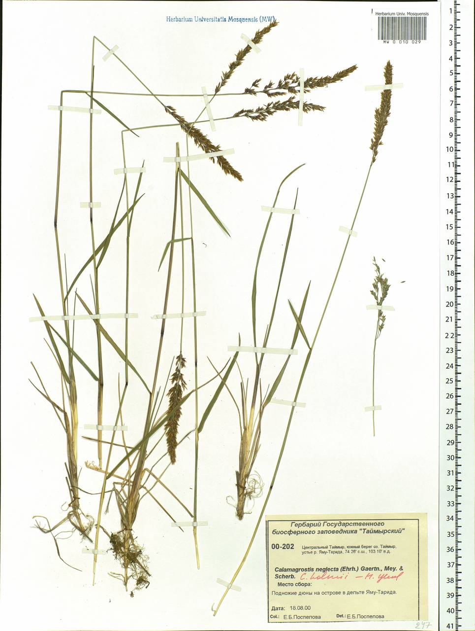 Calamagrostis holmii Lange, Siberia, Central Siberia (S3) (Russia)