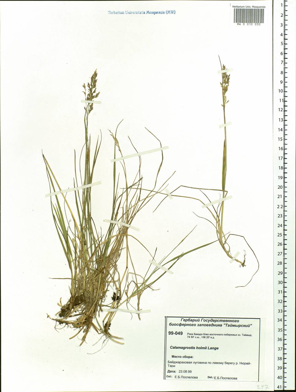 Calamagrostis holmii Lange, Siberia, Central Siberia (S3) (Russia)