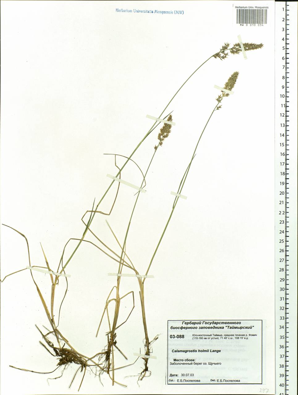 Calamagrostis holmii Lange, Siberia, Central Siberia (S3) (Russia)