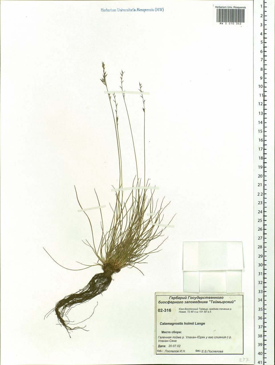 Calamagrostis holmii Lange, Siberia, Central Siberia (S3) (Russia)