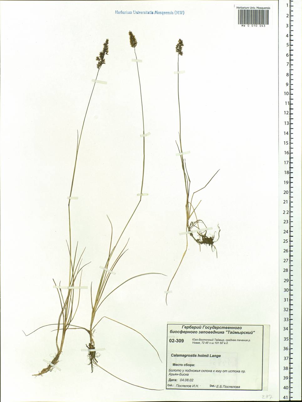 Calamagrostis holmii Lange, Siberia, Central Siberia (S3) (Russia)