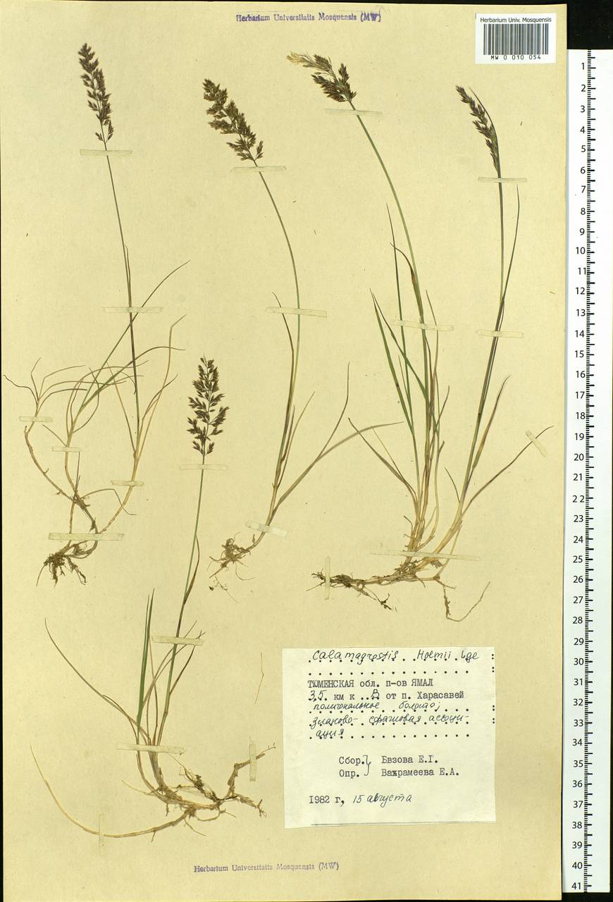 Calamagrostis holmii Lange, Siberia, Western Siberia (S1) (Russia)