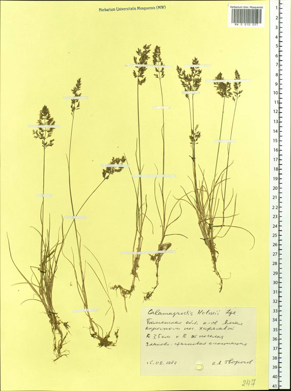 Calamagrostis holmii Lange, Siberia, Western Siberia (S1) (Russia)