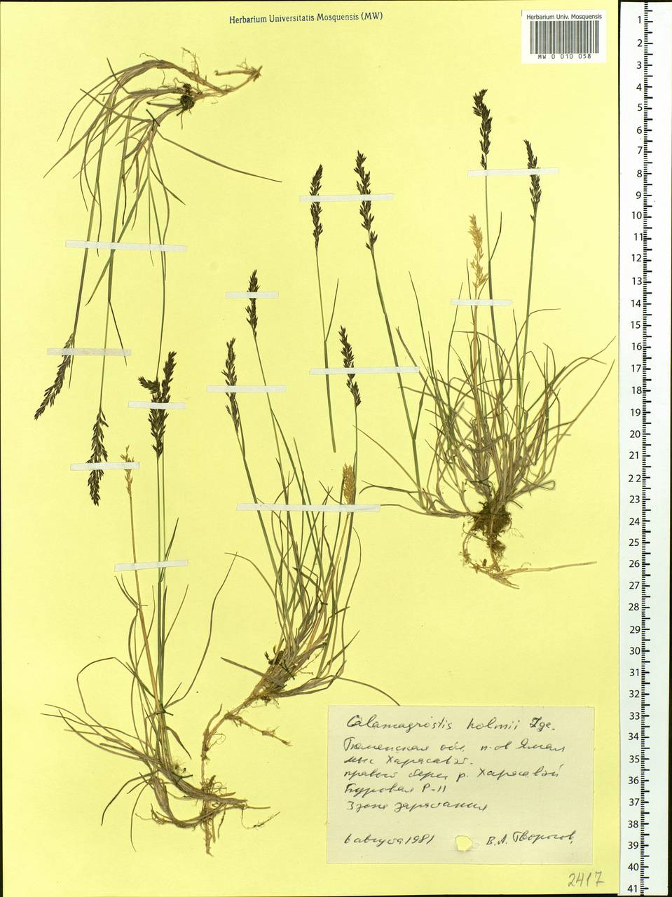 Calamagrostis holmii Lange, Siberia, Western Siberia (S1) (Russia)