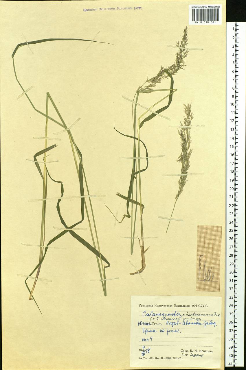 Calamagrostis hartmaniana Fr., Eastern Europe, Eastern region (E10) (Russia)