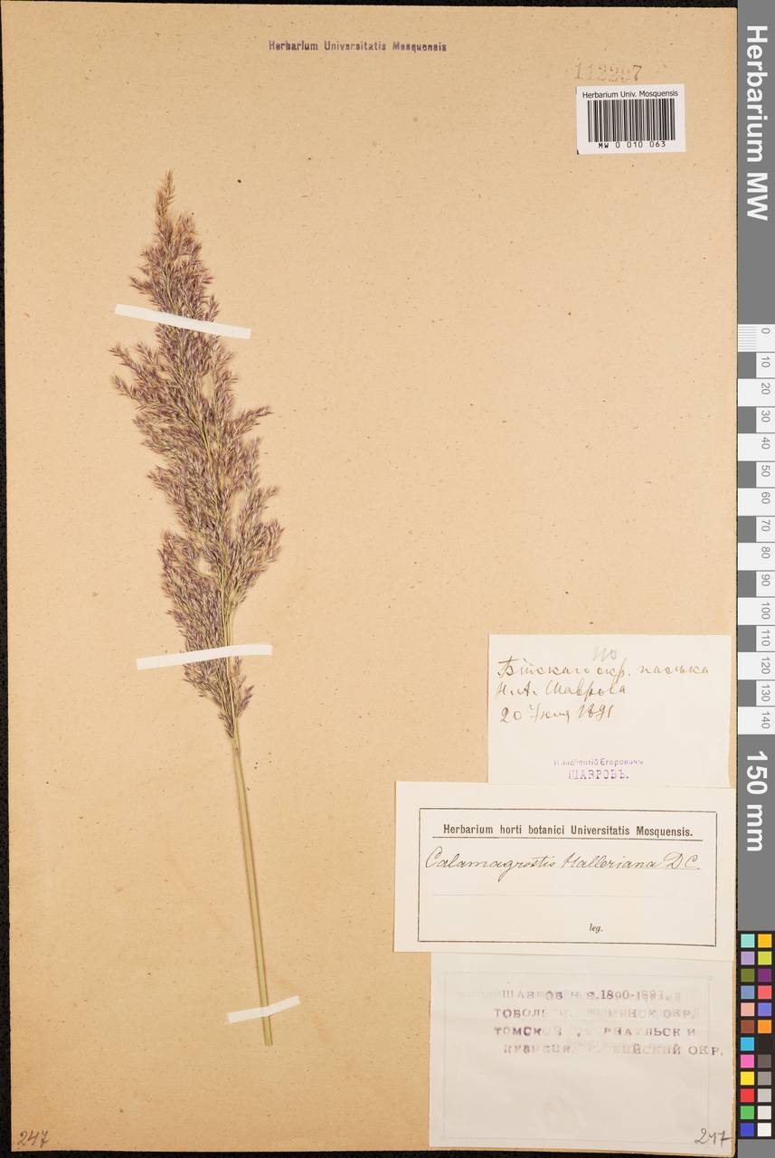 Calamagrostis canescens (Weber) Roth, Siberia, Western (Kazakhstan) Altai Mountains (S2a) (Kazakhstan)