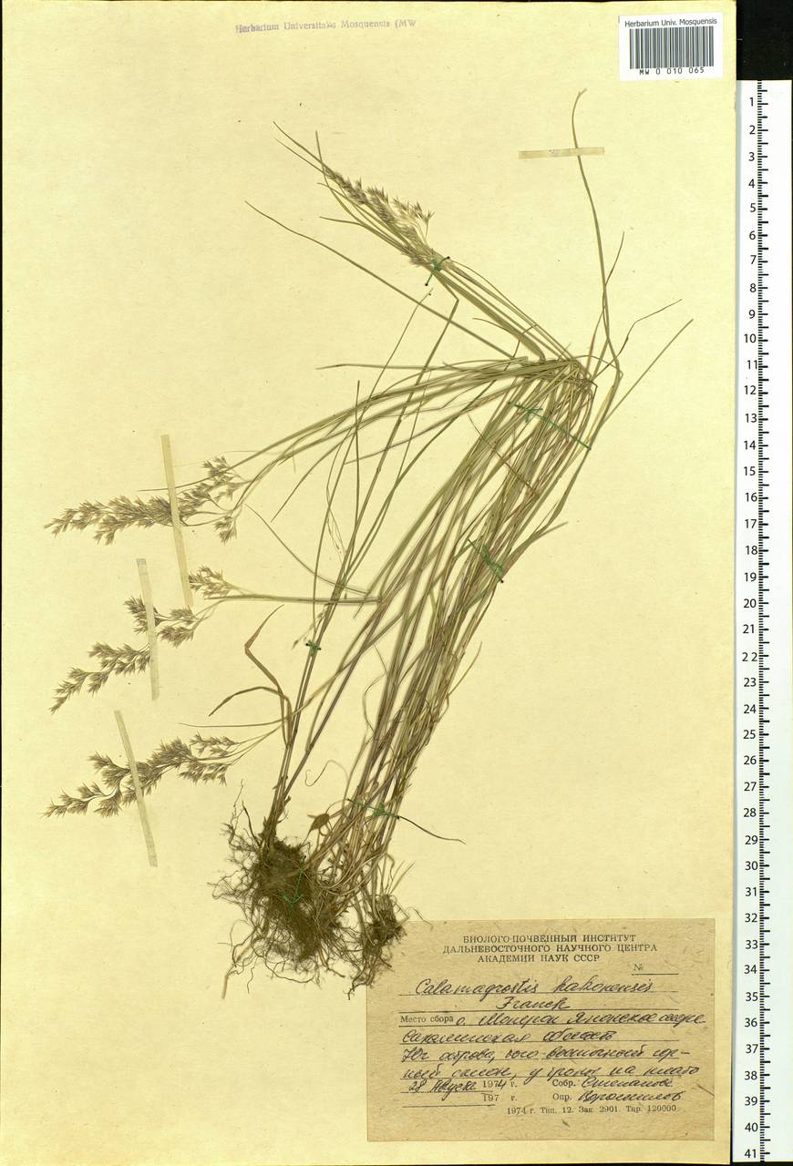 Calamagrostis hakonensis Franch. & Sav., Siberia, Russian Far East (S6) (Russia)