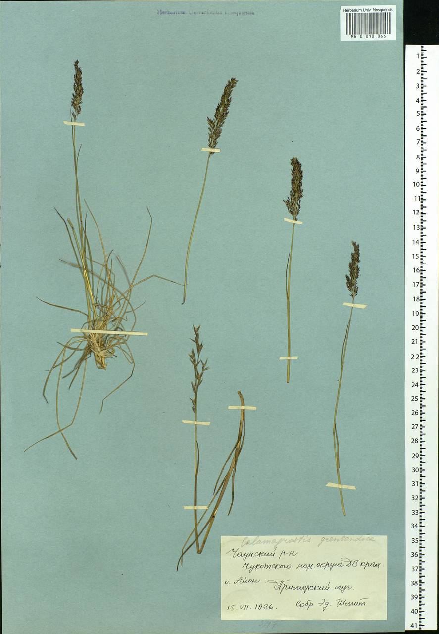 Calamagrostis stricta (Timm) Koeler, Siberia, Chukotka & Kamchatka (S7) (Russia)