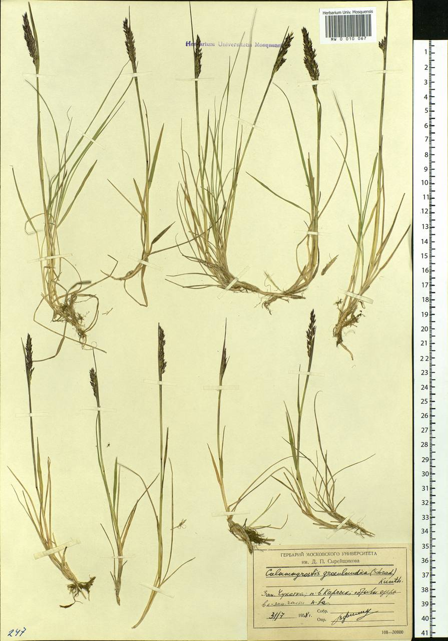 Calamagrostis stricta (Timm) Koeler, Siberia, Chukotka & Kamchatka (S7) (Russia)