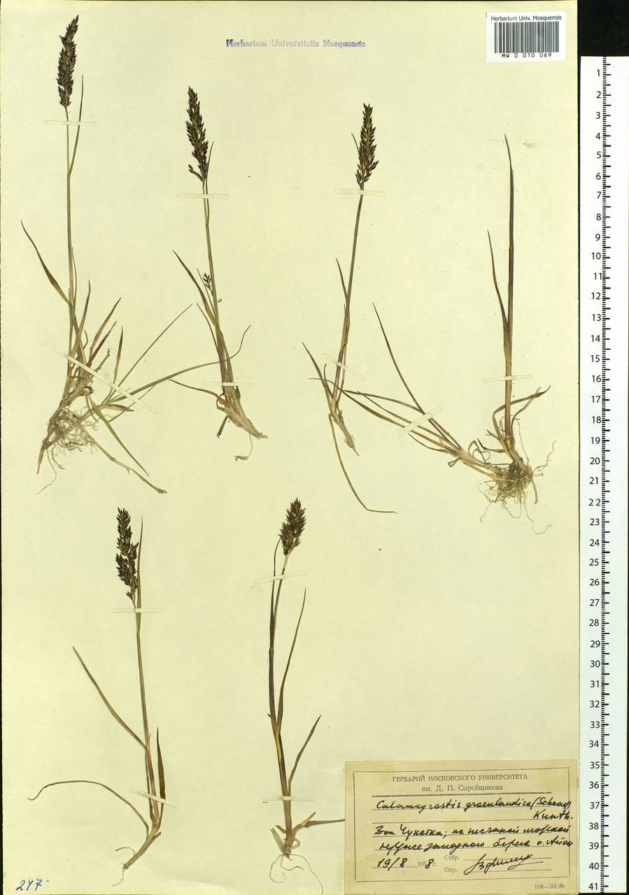 Calamagrostis stricta (Timm) Koeler, Siberia, Chukotka & Kamchatka (S7) (Russia)
