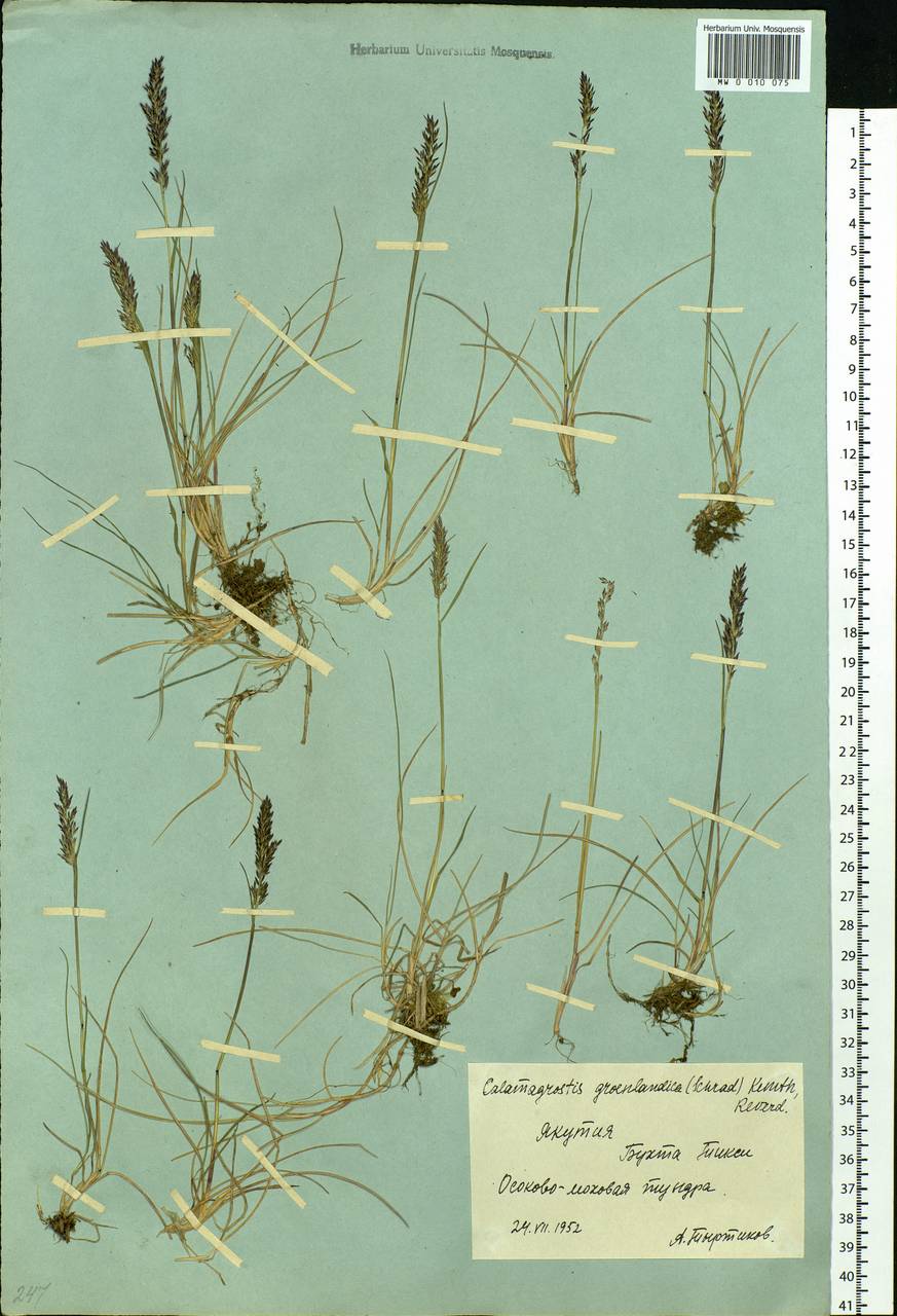 Calamagrostis stricta (Timm) Koeler, Siberia, Yakutia (S5) (Russia)