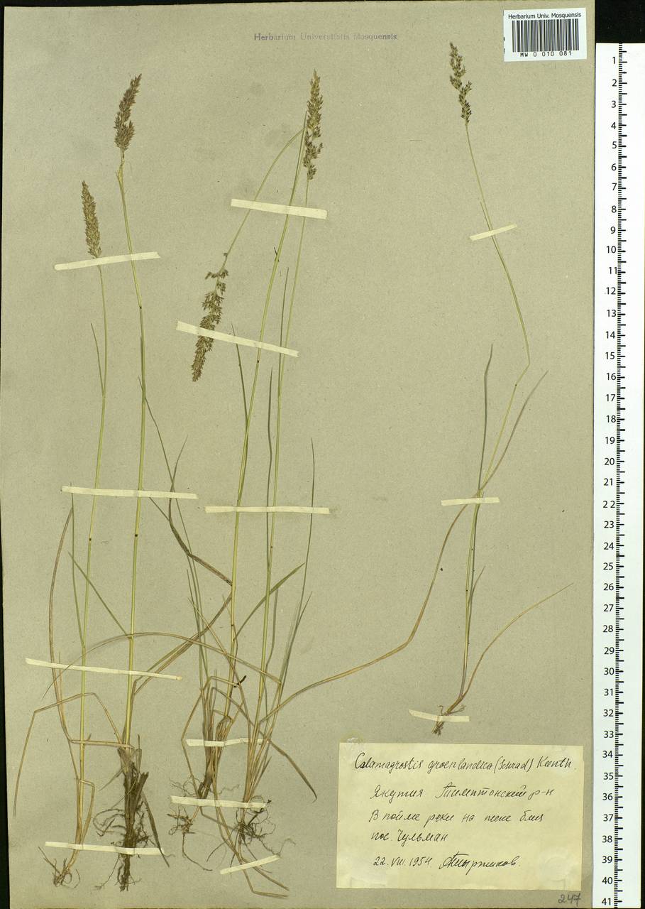 Calamagrostis stricta (Timm) Koeler, Siberia, Yakutia (S5) (Russia)