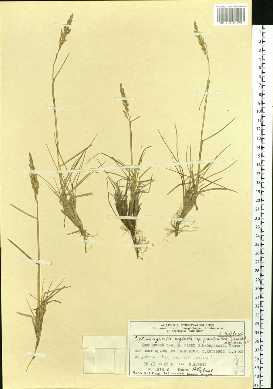 Calamagrostis stricta (Timm) Koeler, Siberia, Central Siberia (S3) (Russia)