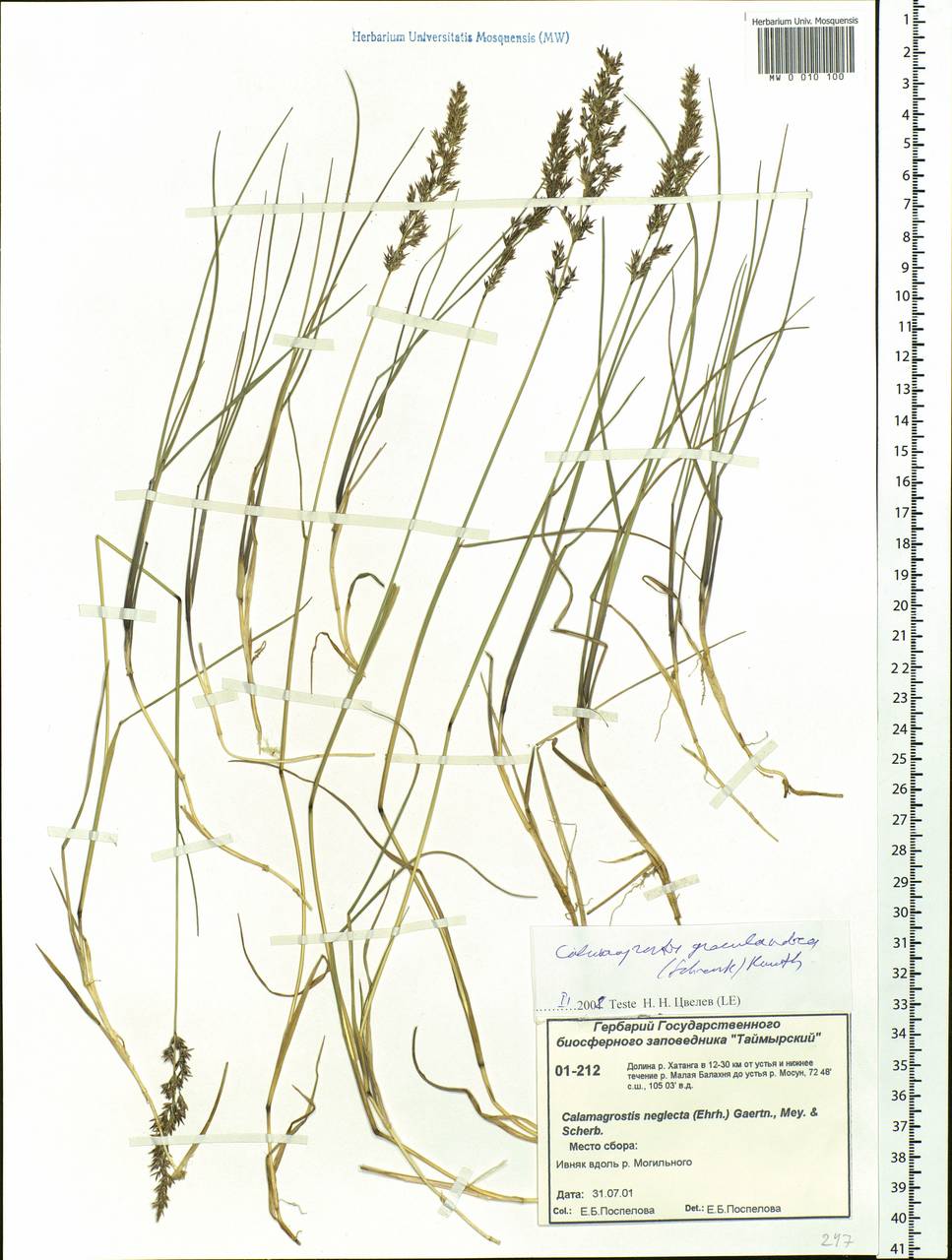 Calamagrostis stricta (Timm) Koeler, Siberia, Central Siberia (S3) (Russia)