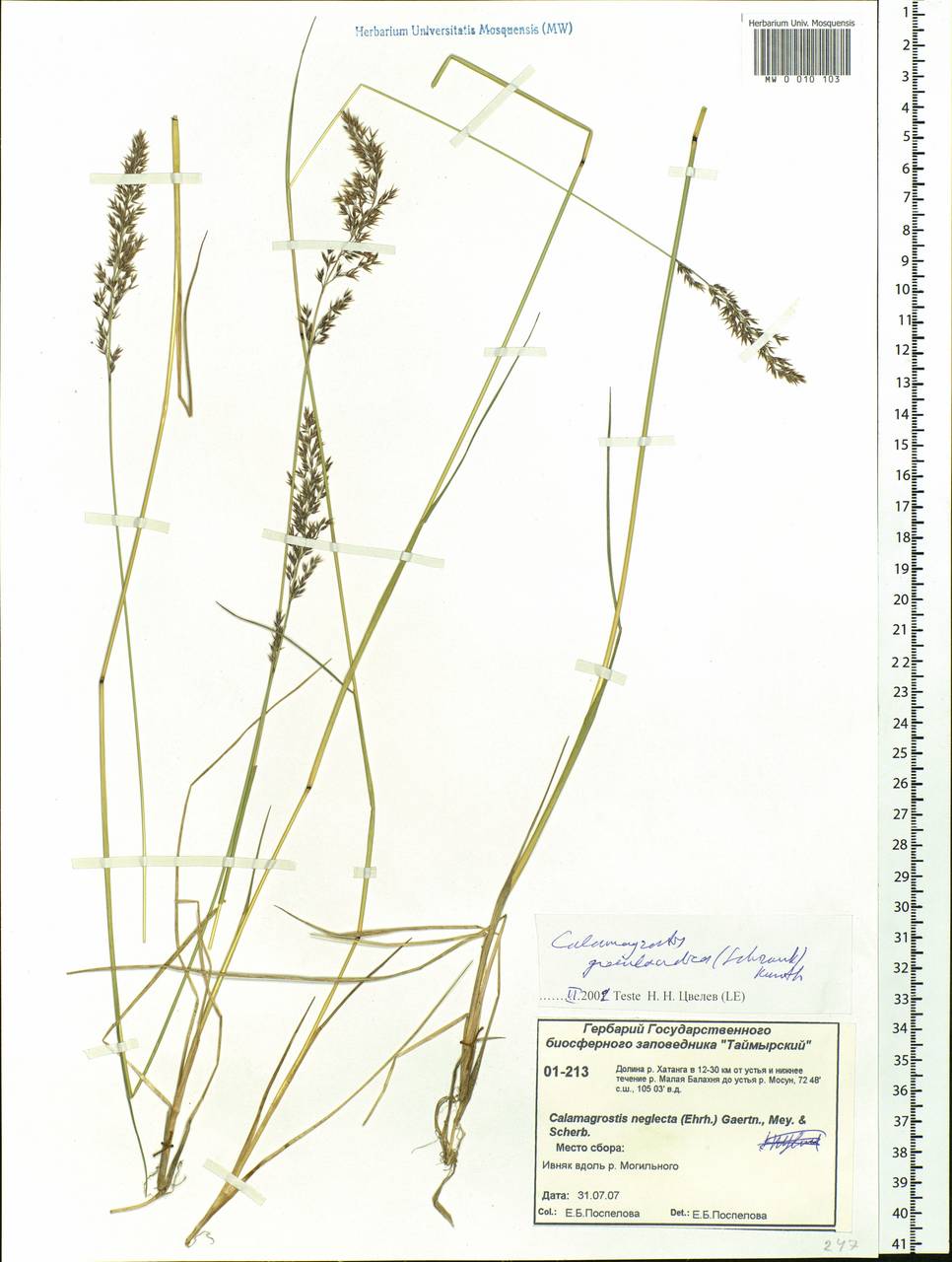 Calamagrostis stricta (Timm) Koeler, Siberia, Central Siberia (S3) (Russia)