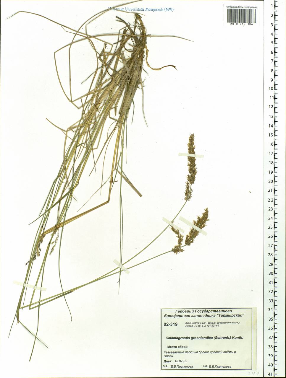 Calamagrostis stricta (Timm) Koeler, Siberia, Central Siberia (S3) (Russia)