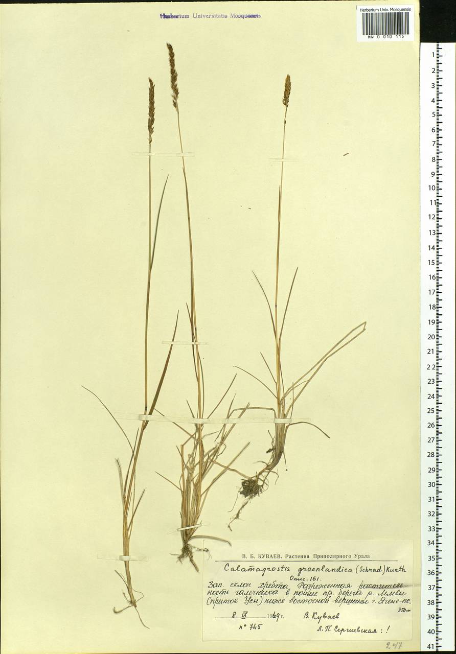 Calamagrostis stricta (Timm) Koeler, Eastern Europe, Northern region (E1) (Russia)