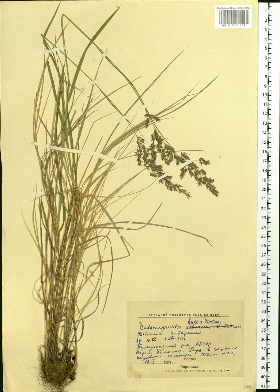 Calamagrostis purpurea (Trin.) Trin., Siberia, Yakutia (S5) (Russia)