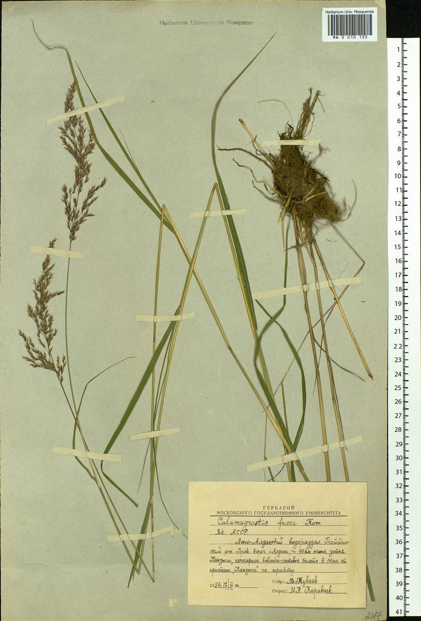 Calamagrostis purpurea (Trin.) Trin., Siberia, Yakutia (S5) (Russia)