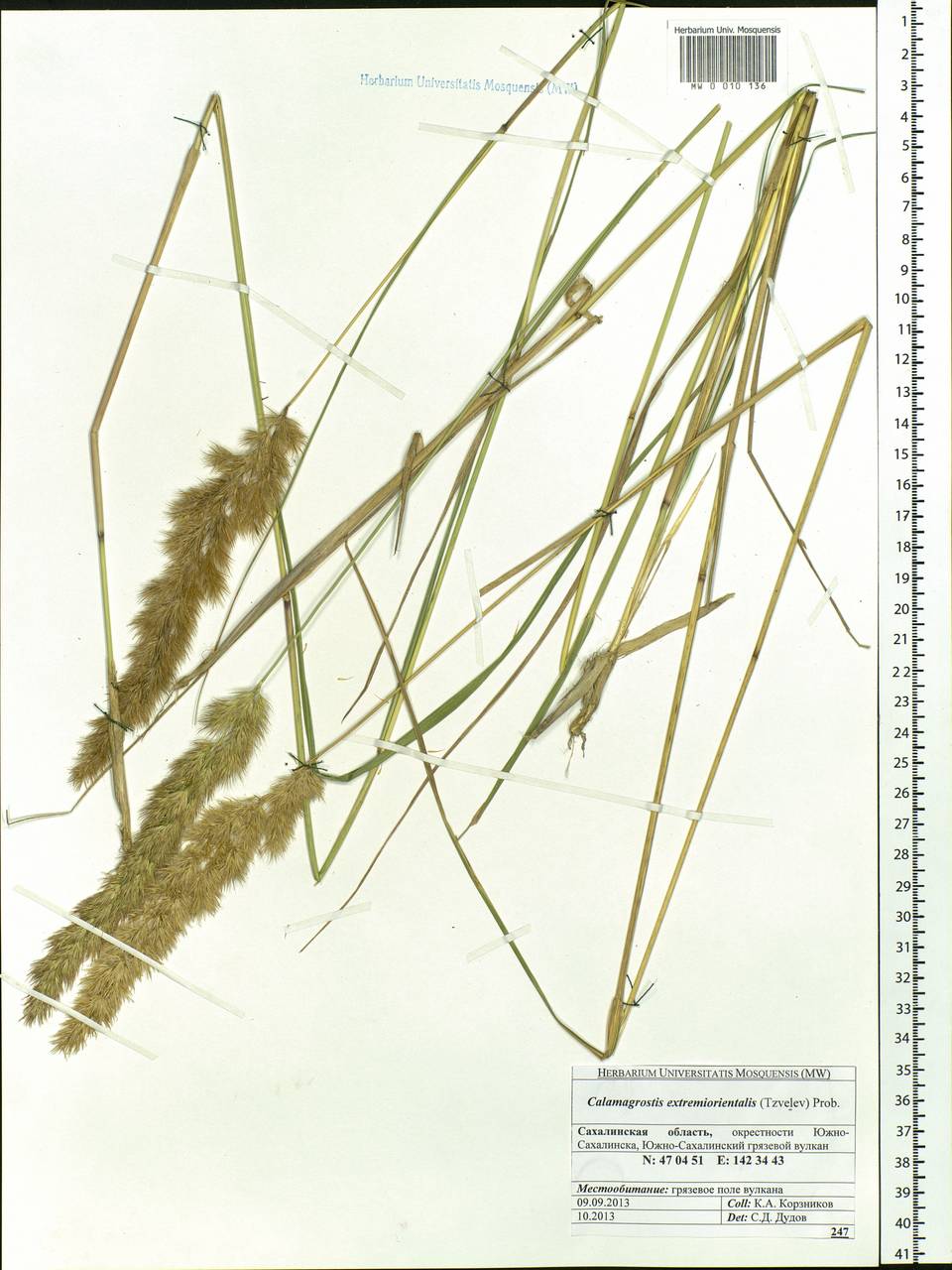 Calamagrostis extremiorientalis (Tzvelev) Prob., Siberia, Russian Far East (S6) (Russia)