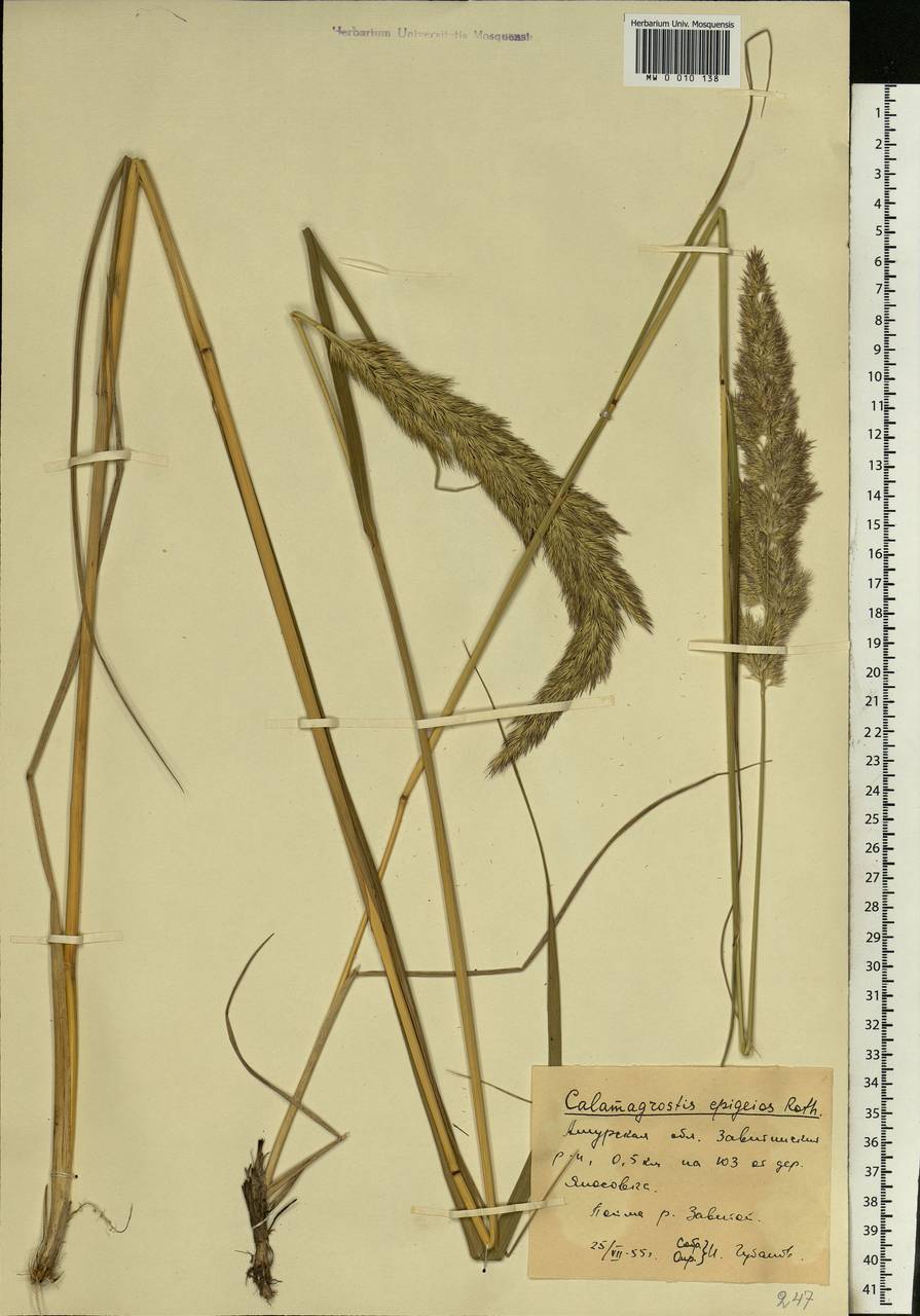 Calamagrostis epigejos (L.) Roth, Siberia, Russian Far East (S6) (Russia)